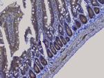 NRF1 Antibody in Immunohistochemistry (Paraffin) (IHC (P))