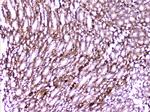 PON1 Antibody in Immunohistochemistry (Paraffin) (IHC (P))