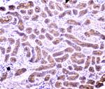 PON1 Antibody in Immunohistochemistry (Paraffin) (IHC (P))