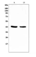 PON1 Antibody in Western Blot (WB)