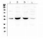 POU4F1 Antibody in Western Blot (WB)