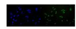 RAD51 Antibody in Immunocytochemistry (ICC/IF)