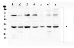 RAD51 Antibody in Western Blot (WB)