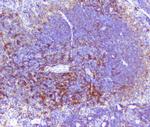 RP2 Antibody in Immunohistochemistry (Paraffin) (IHC (P))