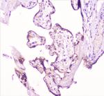 TANK Antibody in Immunohistochemistry (Paraffin) (IHC (P))