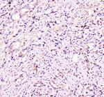 TANK Antibody in Immunohistochemistry (Paraffin) (IHC (P))