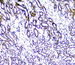 TANK Antibody in Immunohistochemistry (Paraffin) (IHC (P))