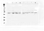 TANK Antibody in Western Blot (WB)