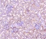 TNFR1 Antibody in Immunohistochemistry (Paraffin) (IHC (P))