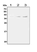 TRAC Antibody in Western Blot (WB)