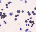 Thioredoxin 1 Antibody in Immunohistochemistry (Paraffin) (IHC (P))