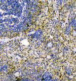 Thioredoxin 1 Antibody in Immunohistochemistry (Paraffin) (IHC (P))