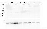 Thioredoxin 1 Antibody in Western Blot (WB)