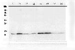 Thioredoxin 1 Antibody in Western Blot (WB)