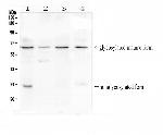 BTLA Antibody in Western Blot (WB)