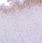MOG Antibody in Immunohistochemistry (Paraffin) (IHC (P))