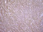 MOG Antibody in Immunohistochemistry (Paraffin) (IHC (P))