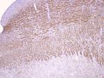 MOG Antibody in Immunohistochemistry (Paraffin) (IHC (P))