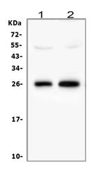 MOG Antibody in Western Blot (WB)