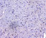 PCDH15 Antibody in Immunohistochemistry (Paraffin) (IHC (P))