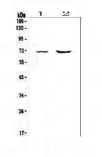 PMEL Antibody in Western Blot (WB)