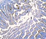 SI Antibody in Immunohistochemistry (Paraffin) (IHC (P))