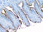 SI Antibody in Immunohistochemistry (Paraffin) (IHC (P))