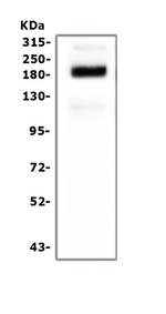 SI Antibody in Western Blot (WB)