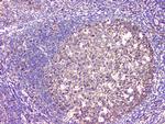 BAG6 Antibody in Immunohistochemistry (Paraffin) (IHC (P))