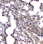 BAG6 Antibody in Immunohistochemistry (Paraffin) (IHC (P))