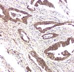 BAG6 Antibody in Immunohistochemistry (Paraffin) (IHC (P))