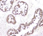 BAG6 Antibody in Immunohistochemistry (Paraffin) (IHC (P))