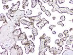 BAG6 Antibody in Immunohistochemistry (Paraffin) (IHC (P))