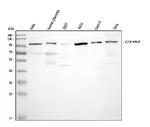 CHM Antibody in Western Blot (WB)