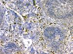 IL-34 Antibody in Immunohistochemistry (Paraffin) (IHC (P))