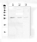IL-34 Antibody in Western Blot (WB)