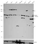 IQGAP1 Antibody in Western Blot (WB)