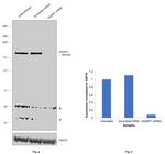 IQGAP1 Antibody in Western Blot (WB)