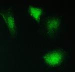 PPCS Antibody in Immunocytochemistry (ICC/IF)