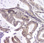 PPCS Antibody in Immunohistochemistry (Paraffin) (IHC (P))