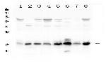 TIM17 Antibody in Western Blot (WB)