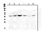 ZP3 Antibody in Western Blot (WB)