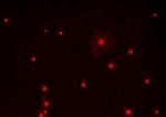 OLIG1 Antibody in Immunocytochemistry (ICC/IF)