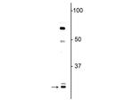 OLIG1 Antibody in Western Blot (WB)