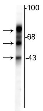 Tau Antibody in Western Blot (WB)