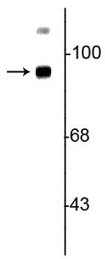 TrkB Antibody in Western Blot (WB)