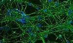 GAP43 Antibody in Immunocytochemistry (ICC/IF)