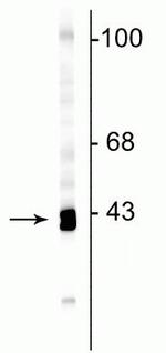 GAP43 Antibody in Western Blot (WB)