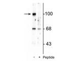 Phospho-GluR2 (Ser880) Antibody in Western Blot (WB)