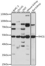 RHCG Antibody in Western Blot (WB)